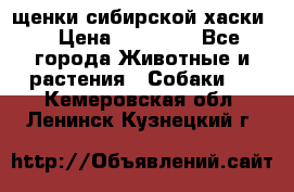 щенки сибирской хаски  › Цена ­ 10 000 - Все города Животные и растения » Собаки   . Кемеровская обл.,Ленинск-Кузнецкий г.